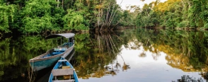 Dive into the lush beauty of the Amazon rainforest.